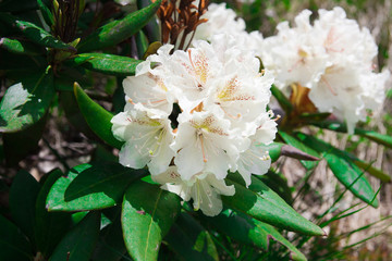 Blooming rhododendron Caucasian