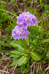 Primula cold (primula algida)