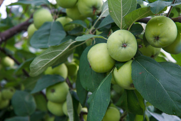 Branch of green apples on a tree in a garden.