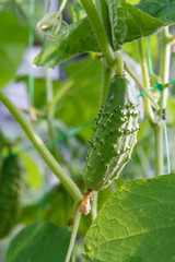Close up fresh ripe cucumber growing in greenhouse.