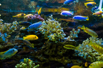 Naklejka na ściany i meble Golden carp fish swim in fresh water in the aquarium.
