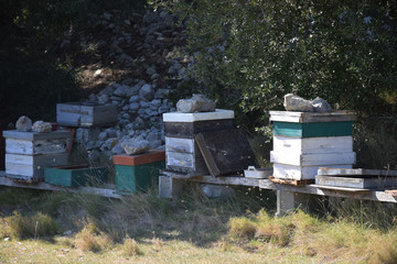 Ruches en pleine nature