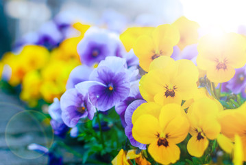 Lilac and yellow violets decorating a city. City planting. Urban flora. Background.
