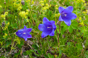 Flowers campanula alpina