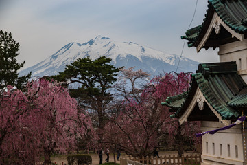 Cherry Blossoms of Hirosaki Castle