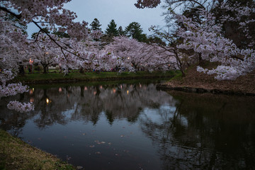 Cherry Blossoms of Hirosaki Castle
