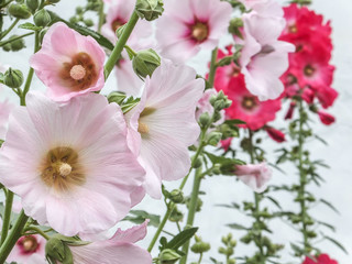 Beautiful Alcea rosea, Pink Malva or Hollyhock with bright pink color in the garden. Tall flower Hollyhock with huge flowers will decorate any garden.