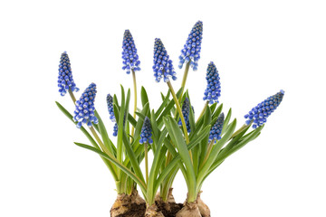 Traubenhyazinthe (Muscari armeniacum)