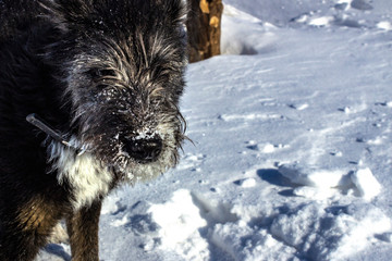 good dog in the snow close-up