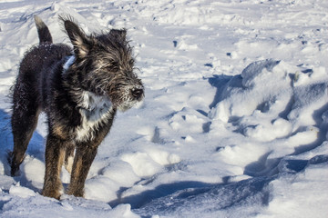 good dog in the snow close-up