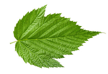 Fototapeta na wymiar Raspberry leaf isolated