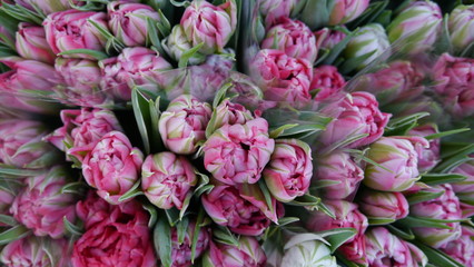 Pink White Flowering Tulip Tulipa Flowers