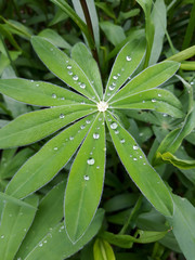 Obraz na płótnie Canvas Living lupine leaf with rain drops, morning dew, may be used as background