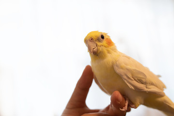 手乗りのオカメインコ