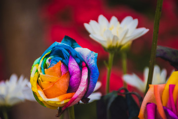 Fototapeta na wymiar Rose with coloeful rainbow