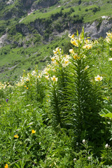 Lily Kesselring (Lilium kesselringianum) is in the mountains, North Caucasus, Russia