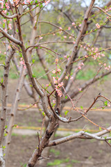 Branches of peach tree in the period of spring flowering.