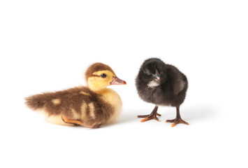 Two cute little birds. Duckling and chicken