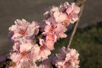 rosa blühender Mandelbaum bei Gimmeldingen in der Pfalz