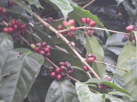 coffee plantation in lambasingi in a foggy morning