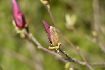 Magnolienknospen (Magnolia)