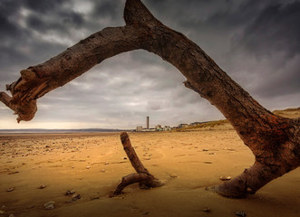 Driftwood washed up by a high tide on Swansea Bay framing the Meridian Tower on the maritime quarter.