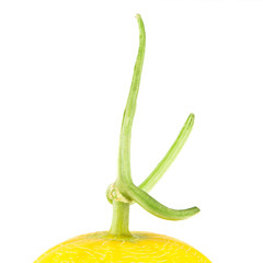 A green limb of muskmelon isolated on white background
