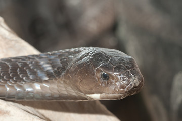 Isan spitting cobra - poisonous snake