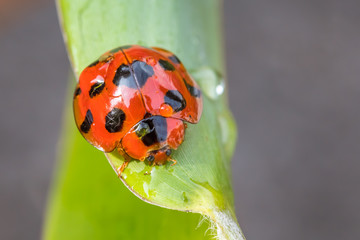 Lady bug