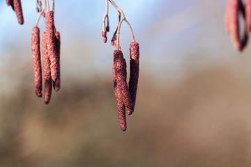 Male flowers of a common alder, Alnus glutinosa.