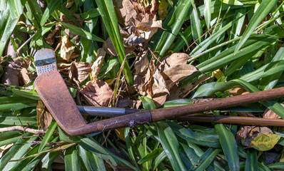 Hickory shafted golf clubs isolated - retro sports equipment image with copy space