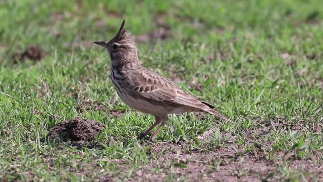 Funny little bird, Crested lark on ground (Galerida cristata) Wildlife Close up