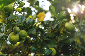 lemon tree 