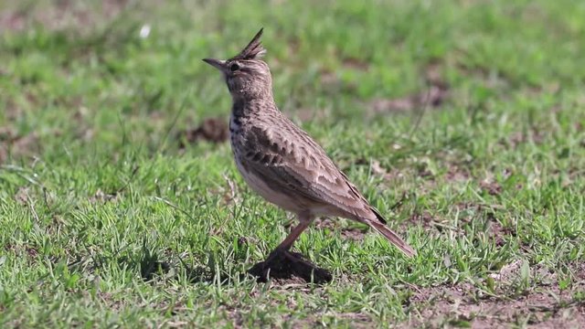 Funny little bird, Crested lark on ground (Galerida cristata) Wildlife Close up