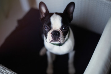 Boston terrier Dog with lovely faces and big brown eyes lying on the sofa. Indoor portrait