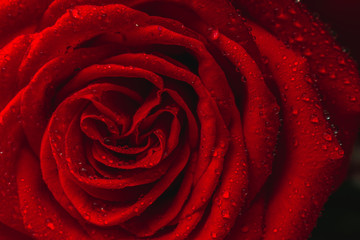 red Rose with water drops
