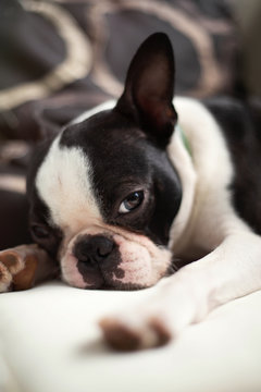 Boston terrier Dog with lovely faces and big brown eyes lying on the sofa. Indoor portrait