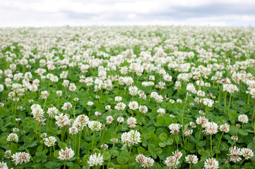 Obraz na płótnie Canvas White clover (Trifolium repens) flowers in the field. Focus on foreground.