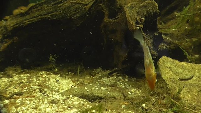 Dreistachliger Stichling  (Gasterosteus aculeatus)
