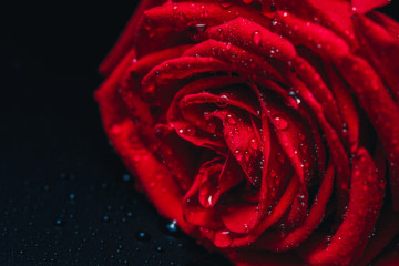 red rose on dark background