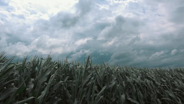 Corn field and stormy sky, strong wind is blowing and bending plants in cultivated landscape