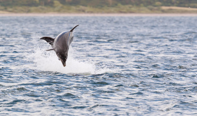Wild dolphin in playful mood while hunting for migrating Atlantic Scottish salmon in the Moray...