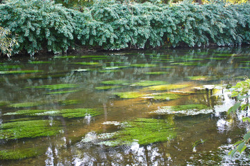 Plants in a river