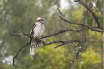 Australian Kookaburra