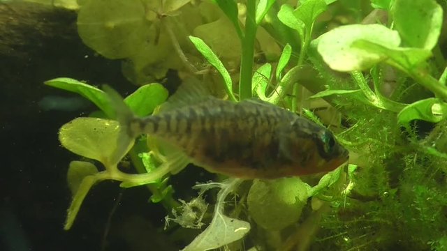 Dreistachliger Stichling  (Gasterosteus aculeatus)