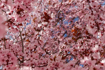 Pink tree blossom pattern, background 
