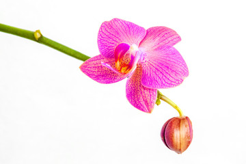 Orchid flowers head blossom isolated on white background. Branch of beautiful purple Phalaenopsis.