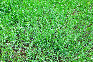 Fresh spring lawn of green grass. Texture for the background. Close-up morning scene.