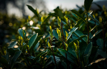 tea mountain