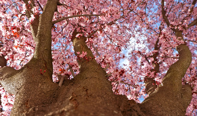 Blooming Japanese plum tree